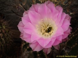 Echinopsis Hybride 021